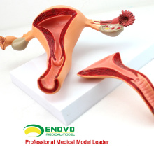 VENDA 12442 estrutura anatômica modelo anatômico sistema reprodutivo anatomia